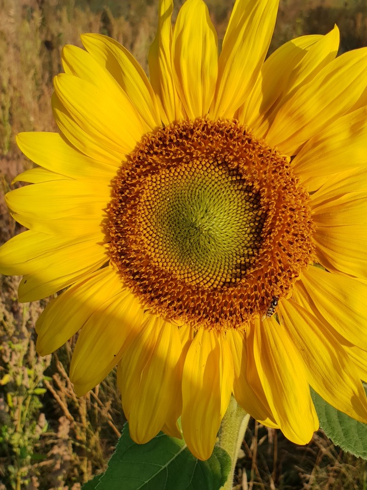 Sonnenblume