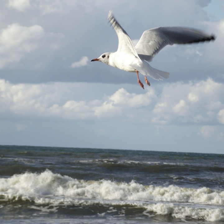 see bird