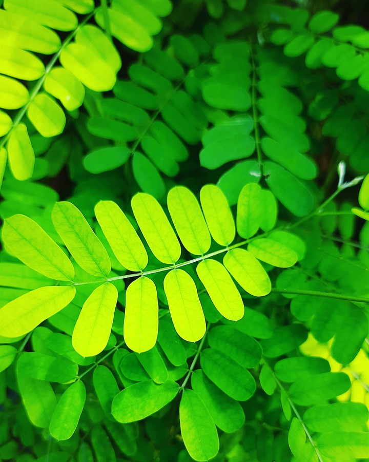 leaves  is life
