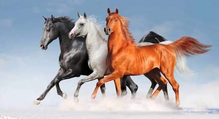 Horses الخيول