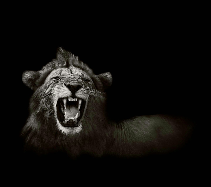 lion roar