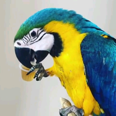 Parrot