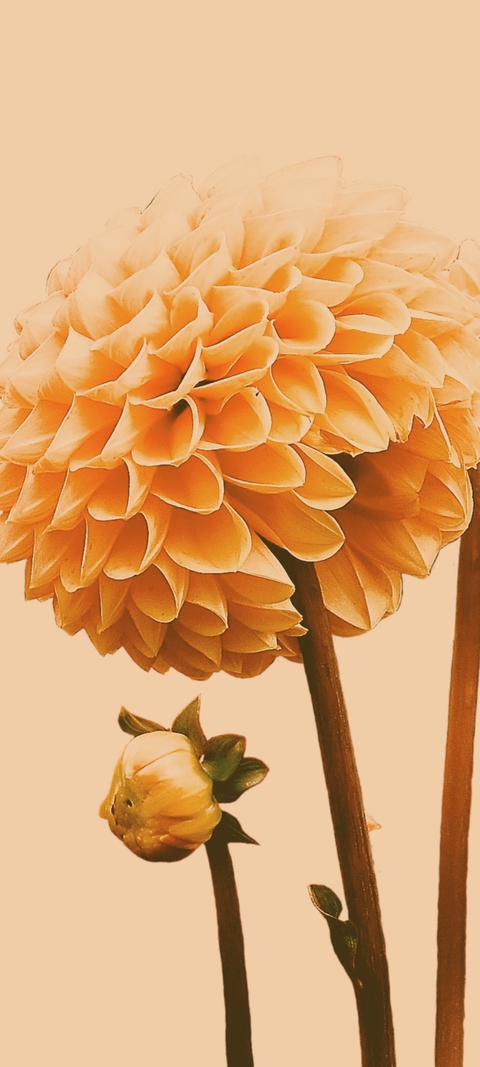Flower series '02'