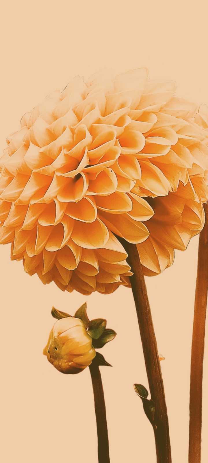 Flower series '02'