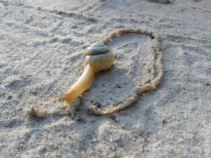Snail