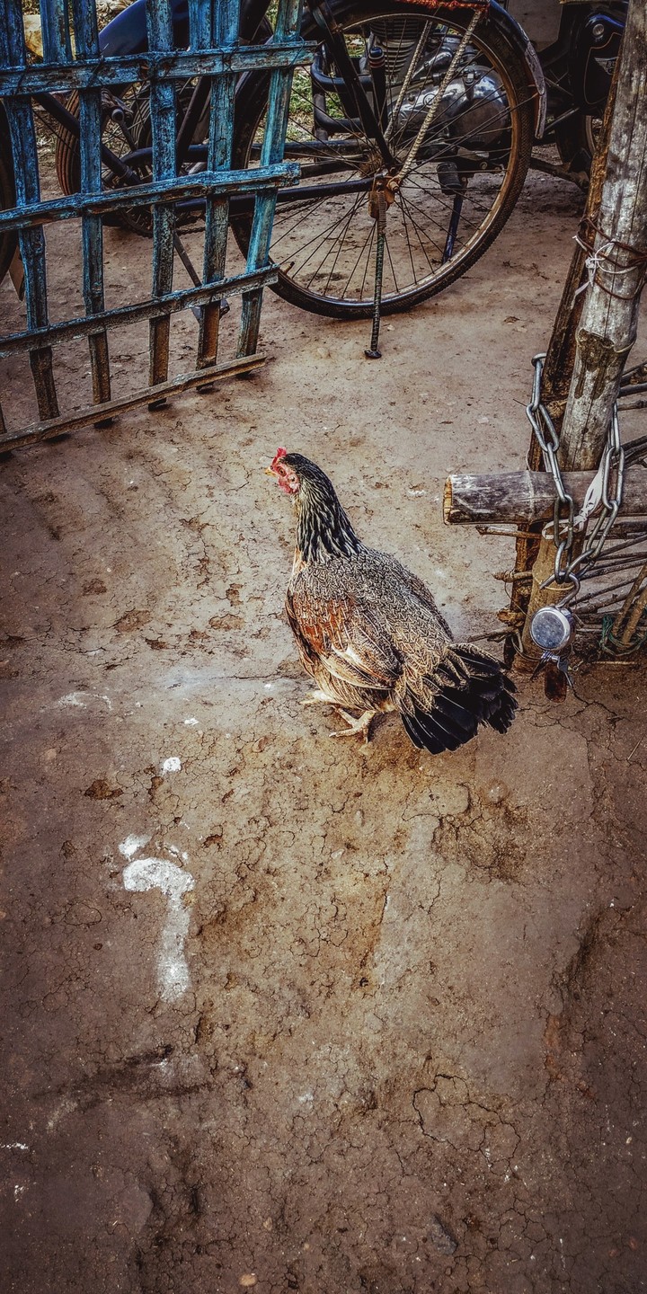 Hen the village friend
