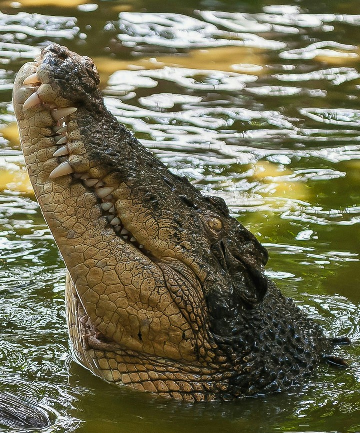 Croc Kinda Close