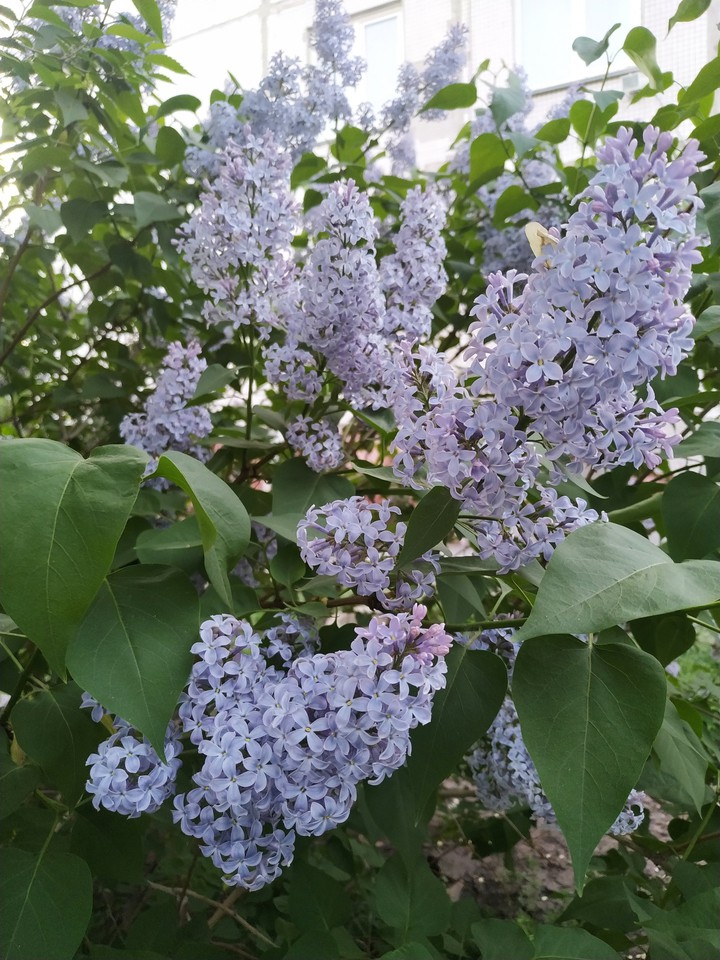 Сирень