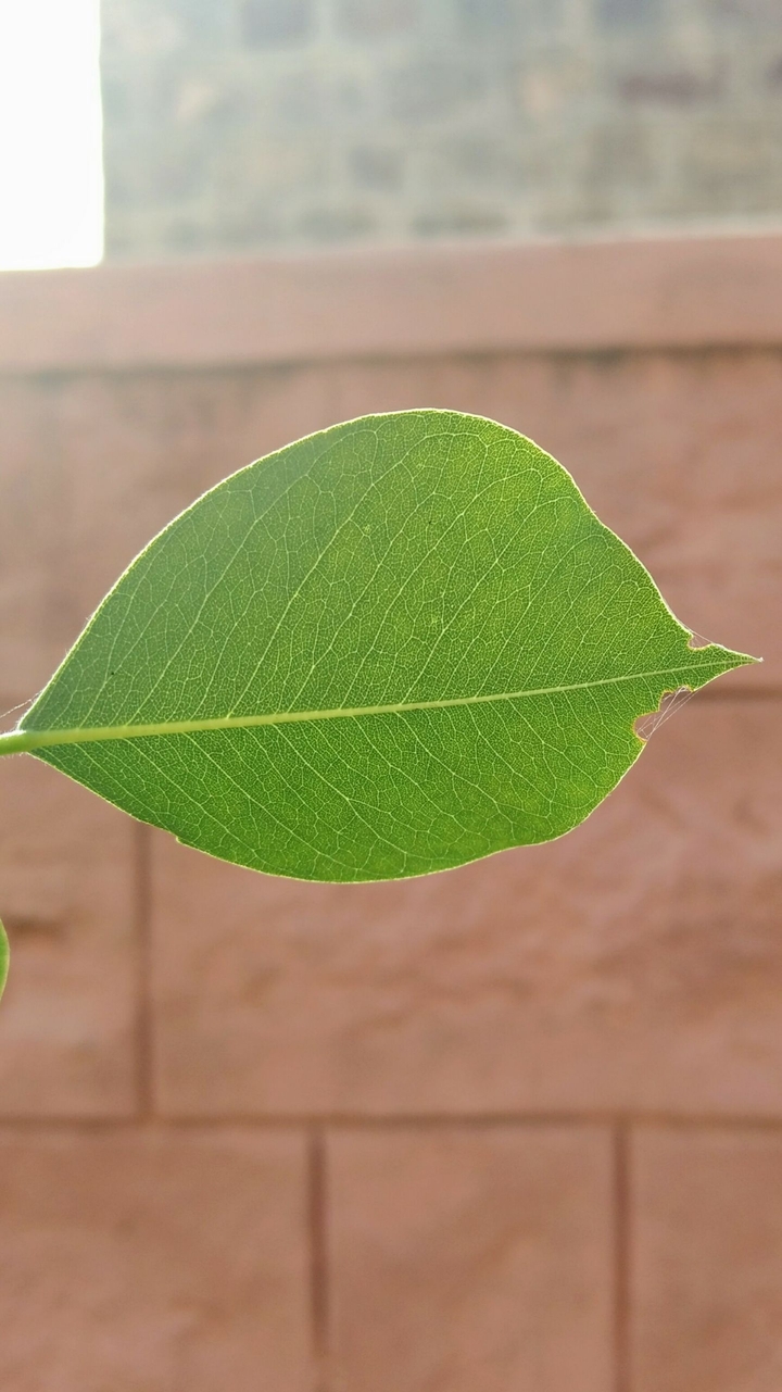 Leaf