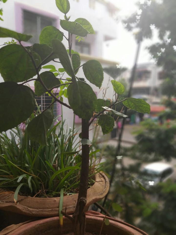 in the balcony