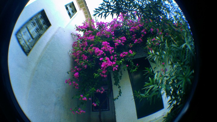 flower