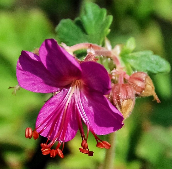 Beautiful Flower