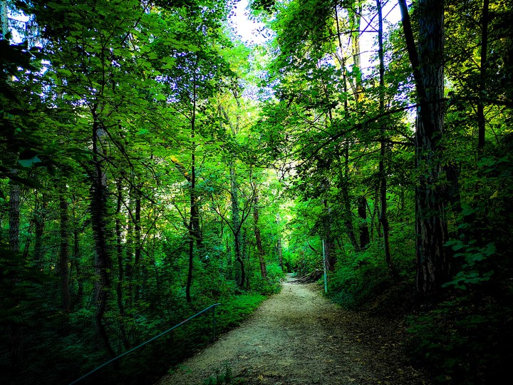 forest