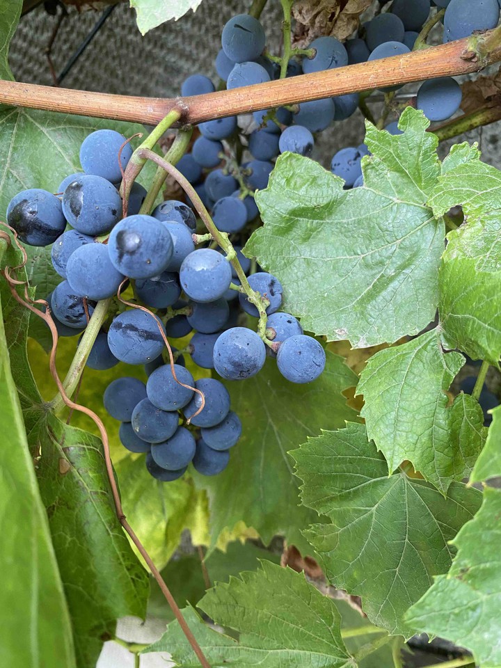 future wine