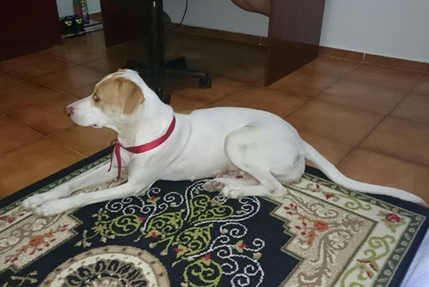Kira