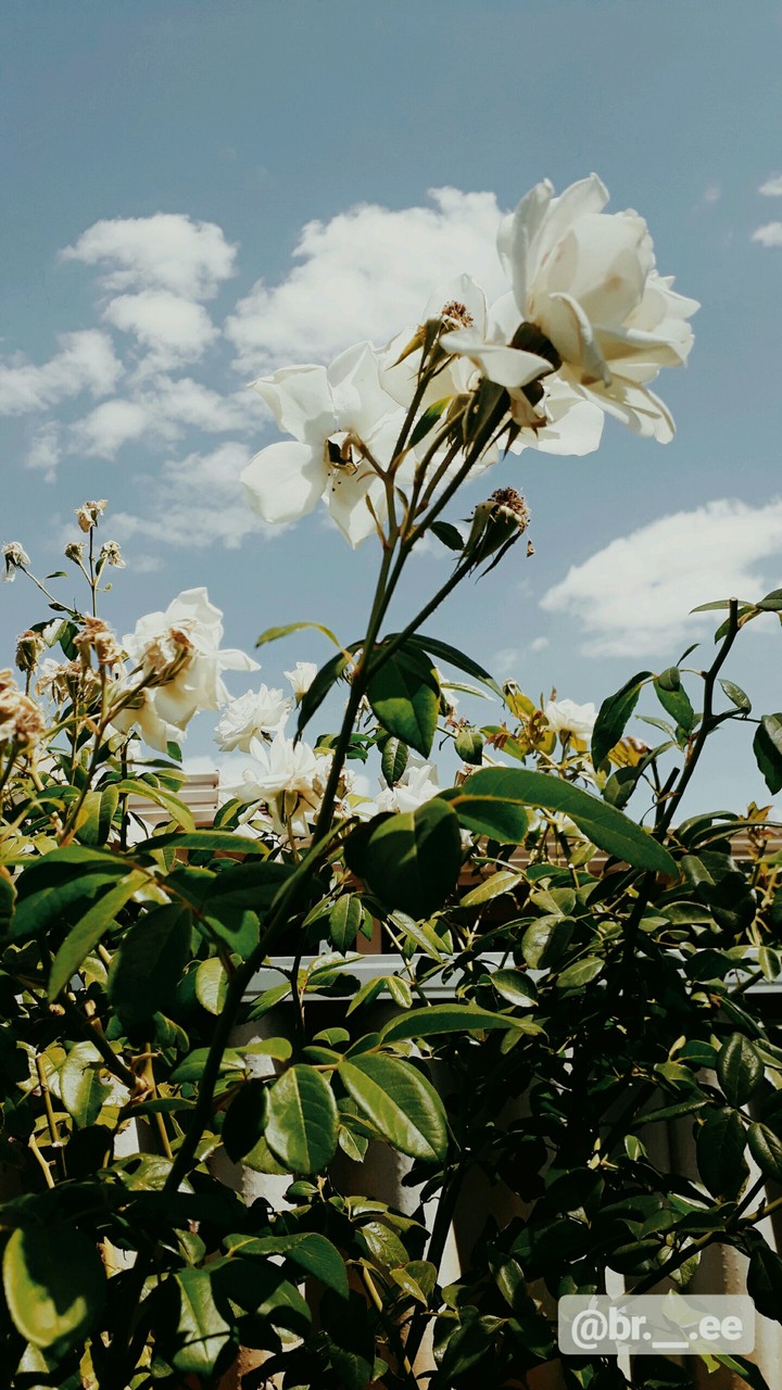 a bunch of white roses to brighten your day/night :)