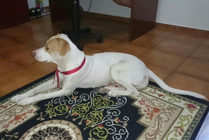 Kira
