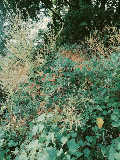 sfondi plant, grass