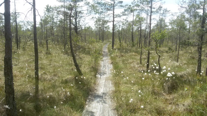 Forest :)