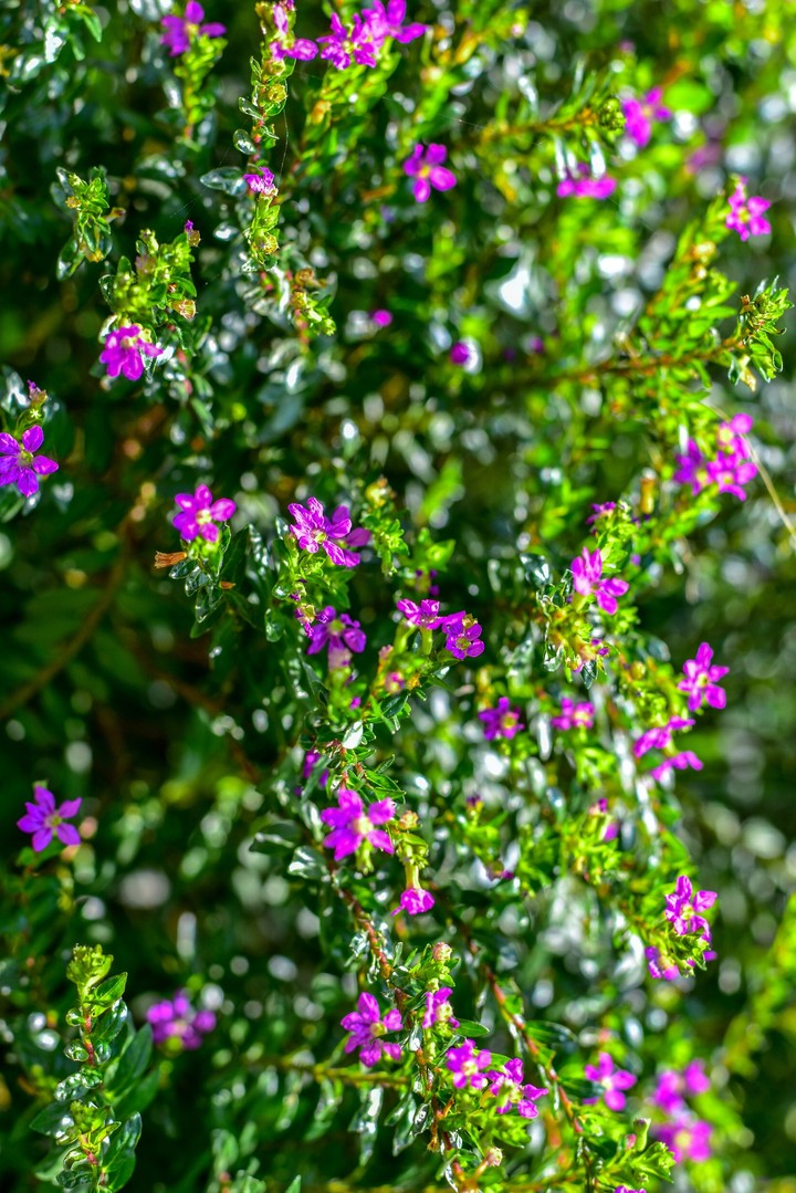 Flowers