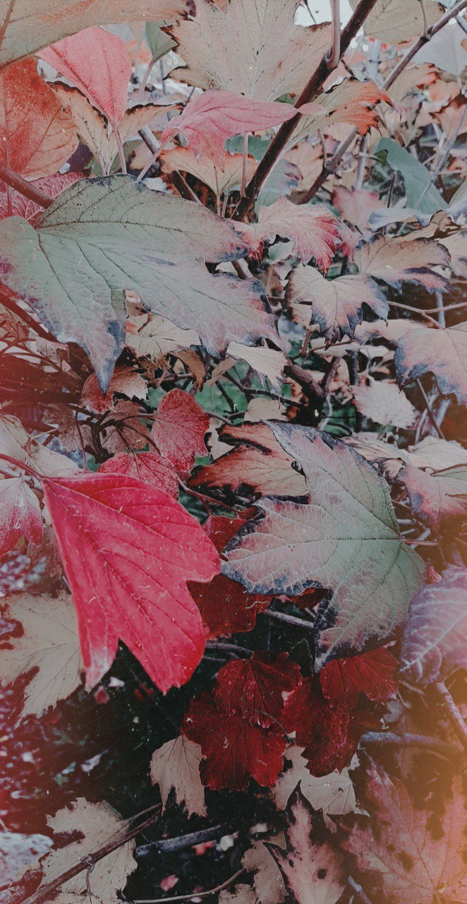 ♡ autumn ♡