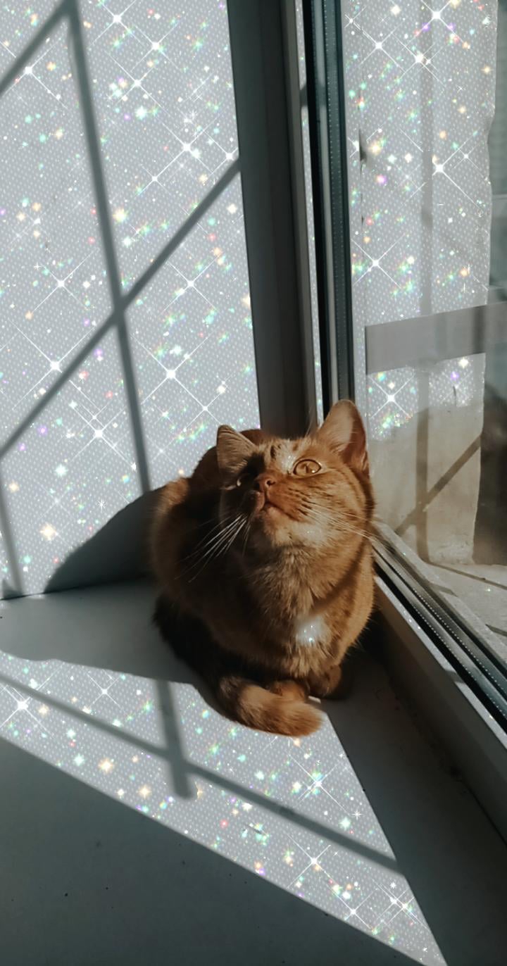 #cat #covid_19 #cats
