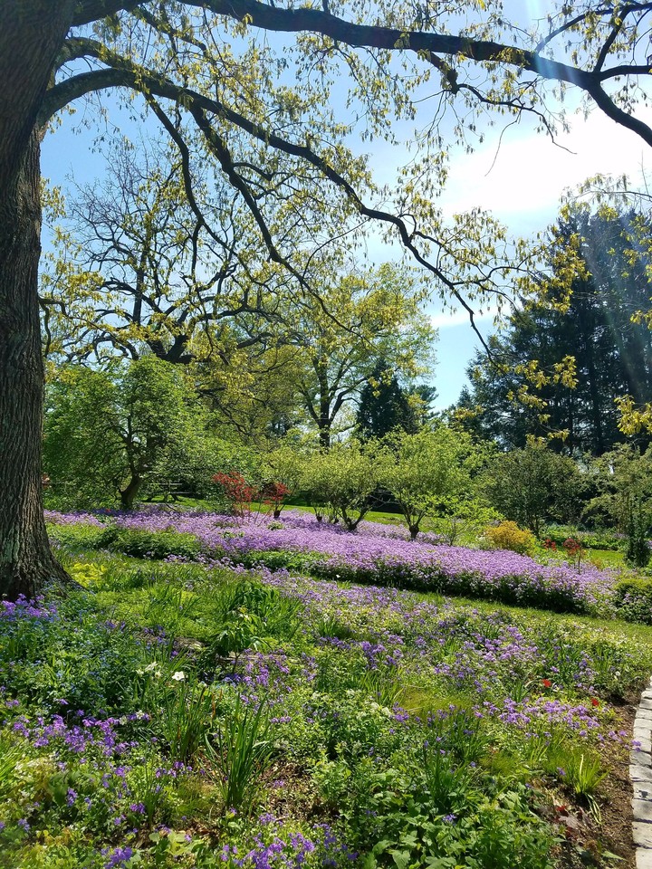 The beauty of spring