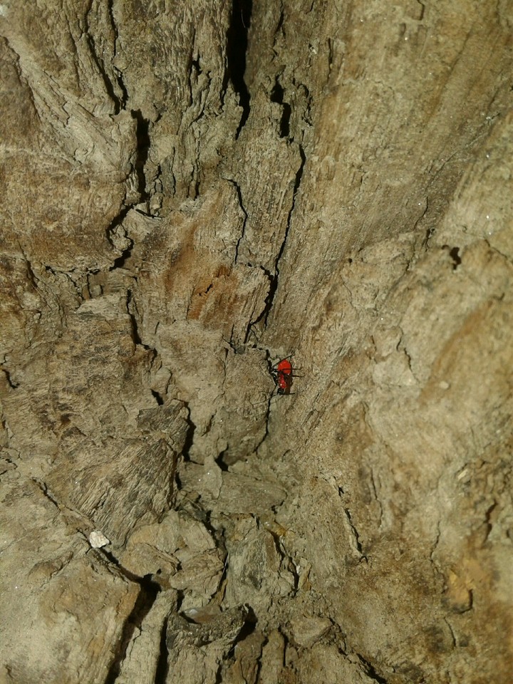 climbing