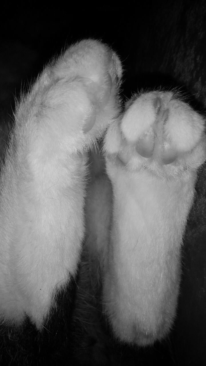 Fluffy cat paws