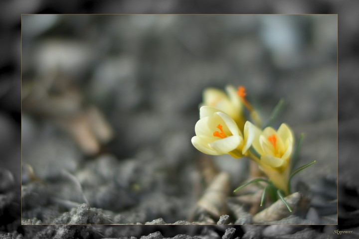 First flower...