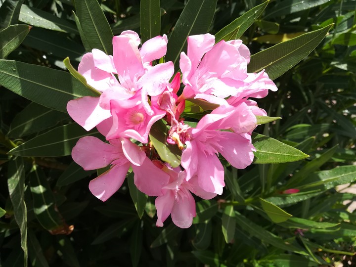 flower