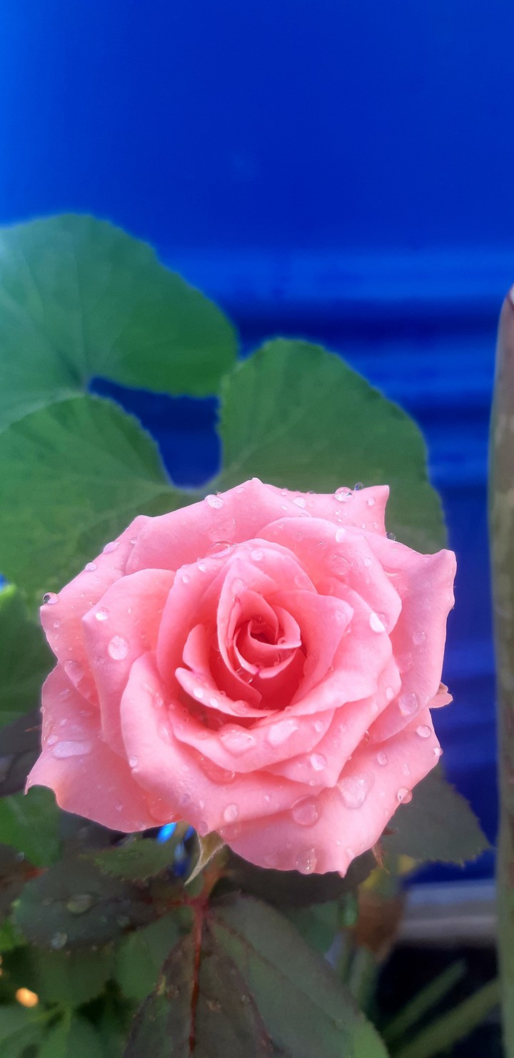 my home rose