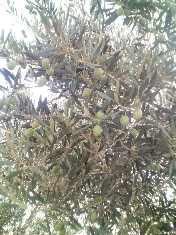 olive green