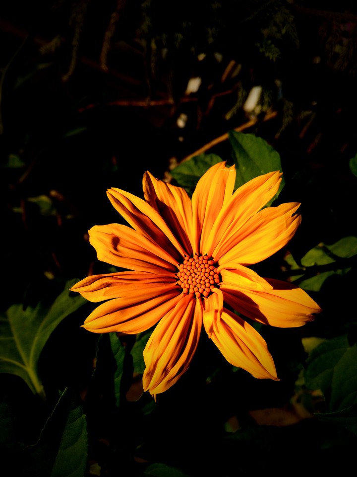 dark blossom
