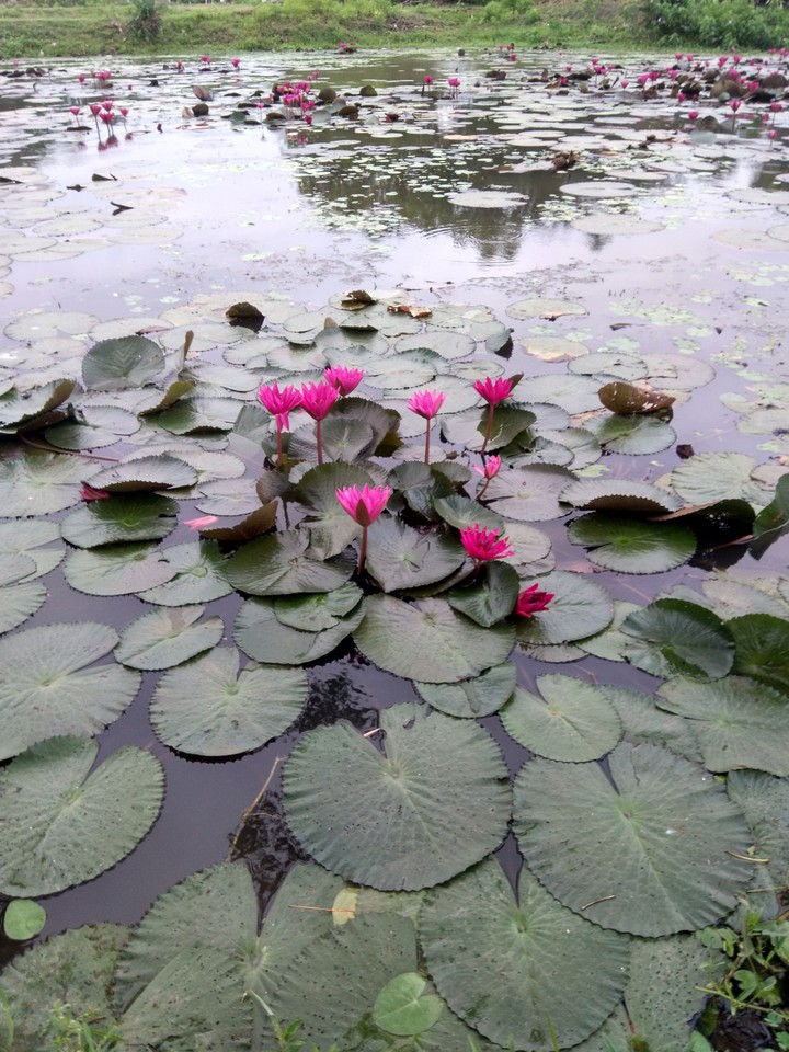 Lotus