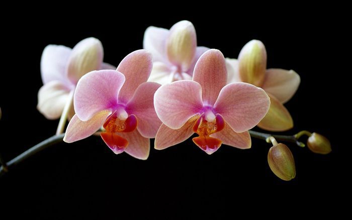 Pink flowers.