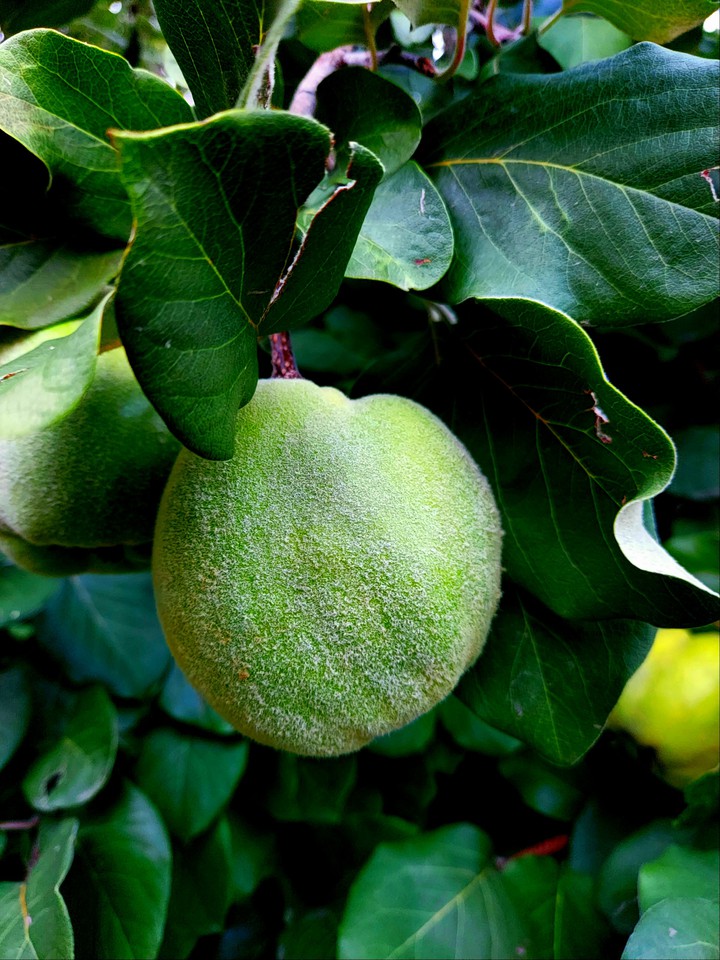 Green apple