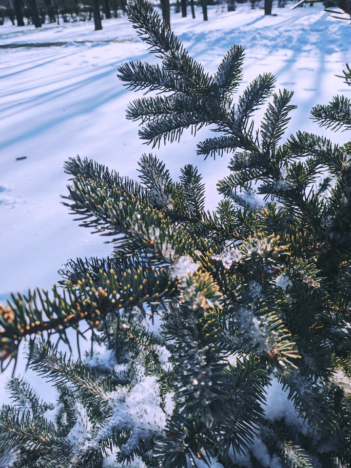 winter tree