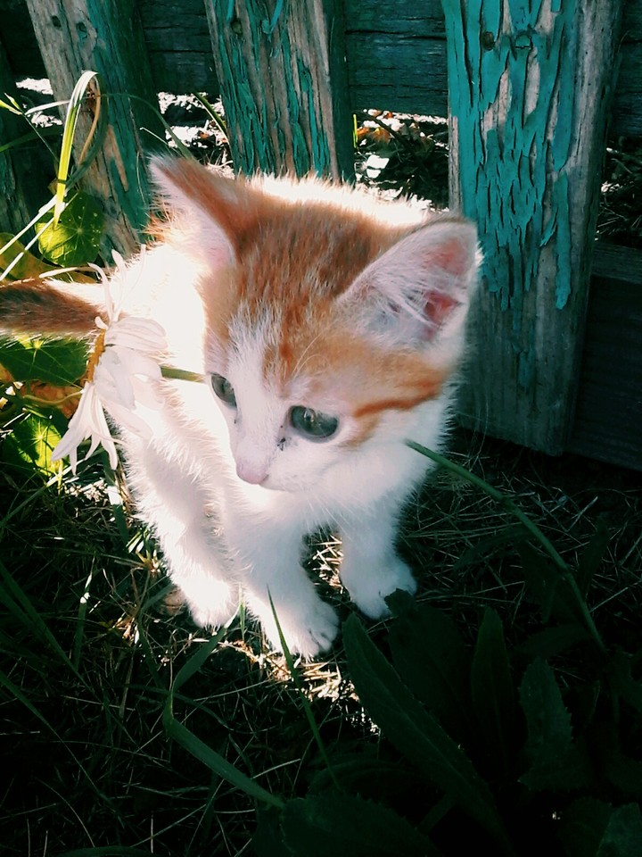 мой котёнок