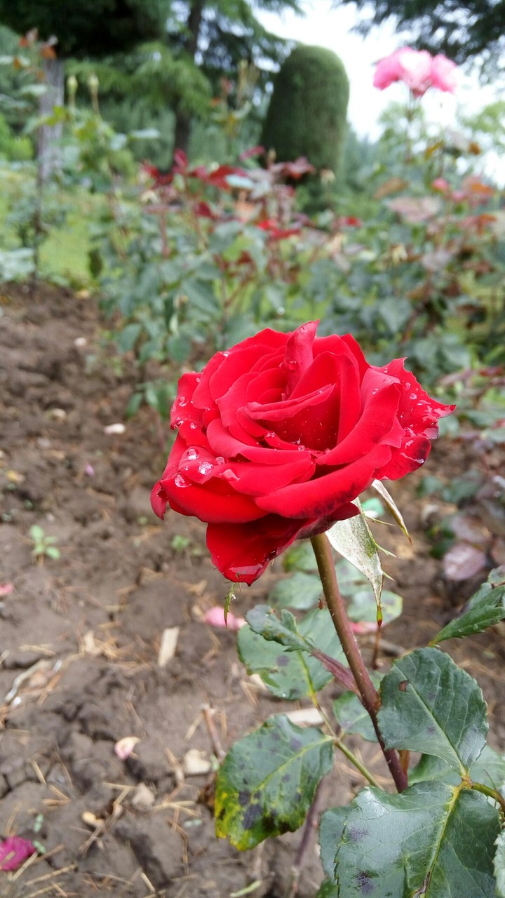 Rose...