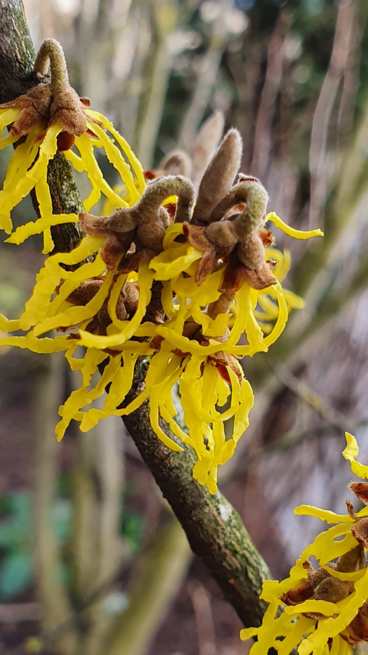 Zaubernuss (Hamamelis)