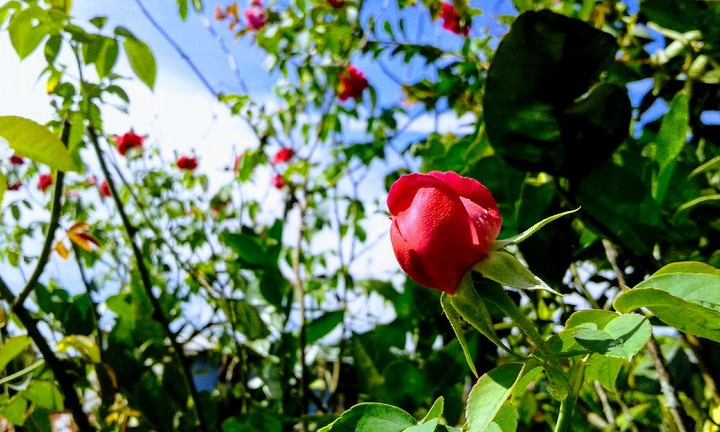 petalos de rosas