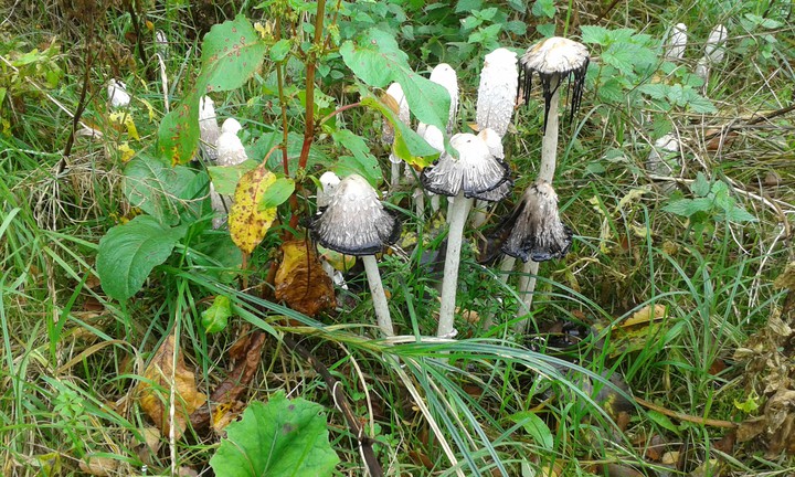 herfst