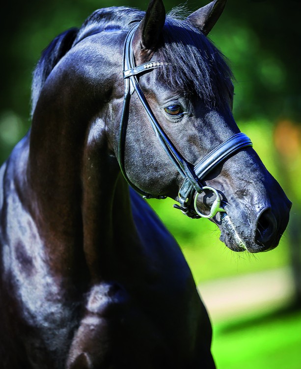 Black beauty