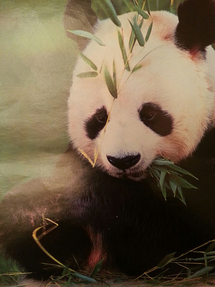 Panda eating