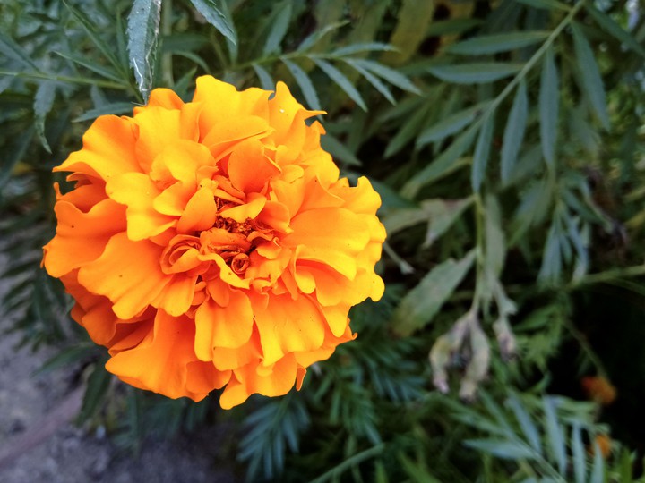Marigold
