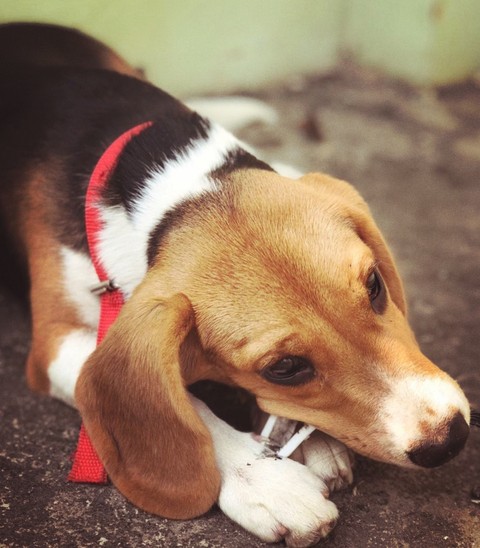 beagle ?? of the day