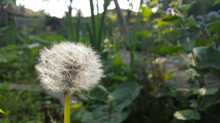 paardebloem