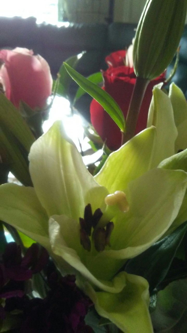 fresh tiger lily