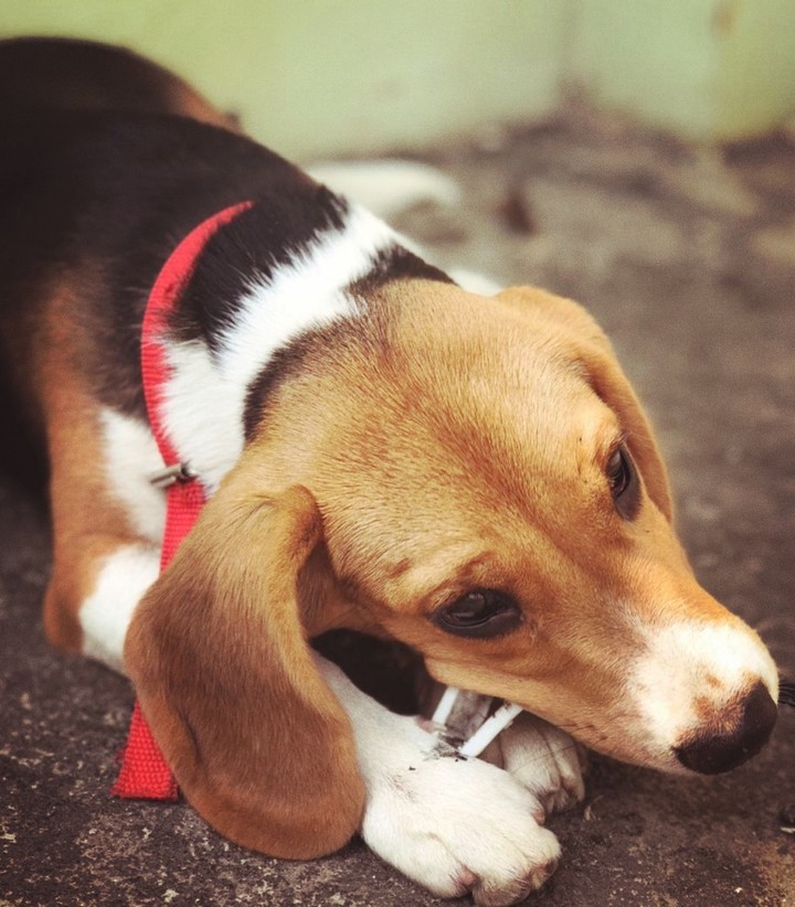 beagle ?? of the day